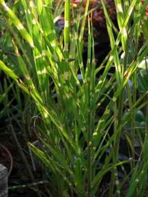 Miscanthus sinensis "Zebrinus" zebra grass mail order plants ireland UK direct home delivery 